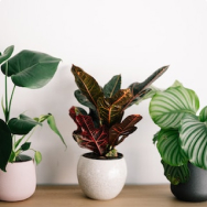 Indoor plants and florariums